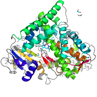 Bacillus megaterium CYP BM3 (1bu7)