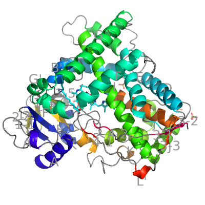 Human CYP 2C8 (2nnj)